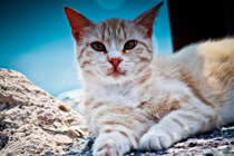 兼容性超强的小七手机号在线网页轰炸